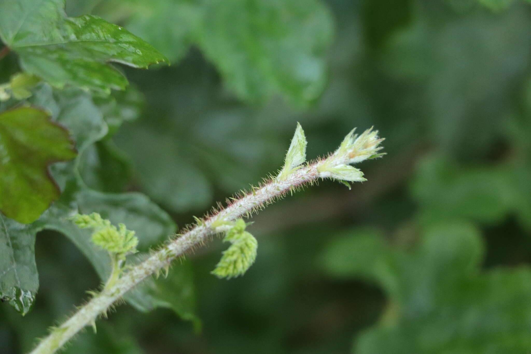 Image of Rubus nagasawanus Koidz.