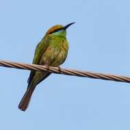 Image of Asian Green Bee-eater