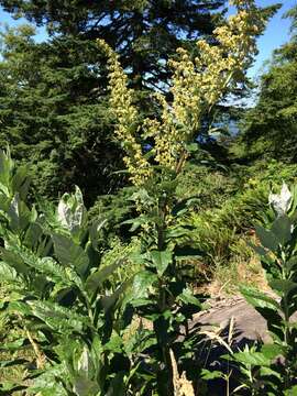 Image of coastal wormwood