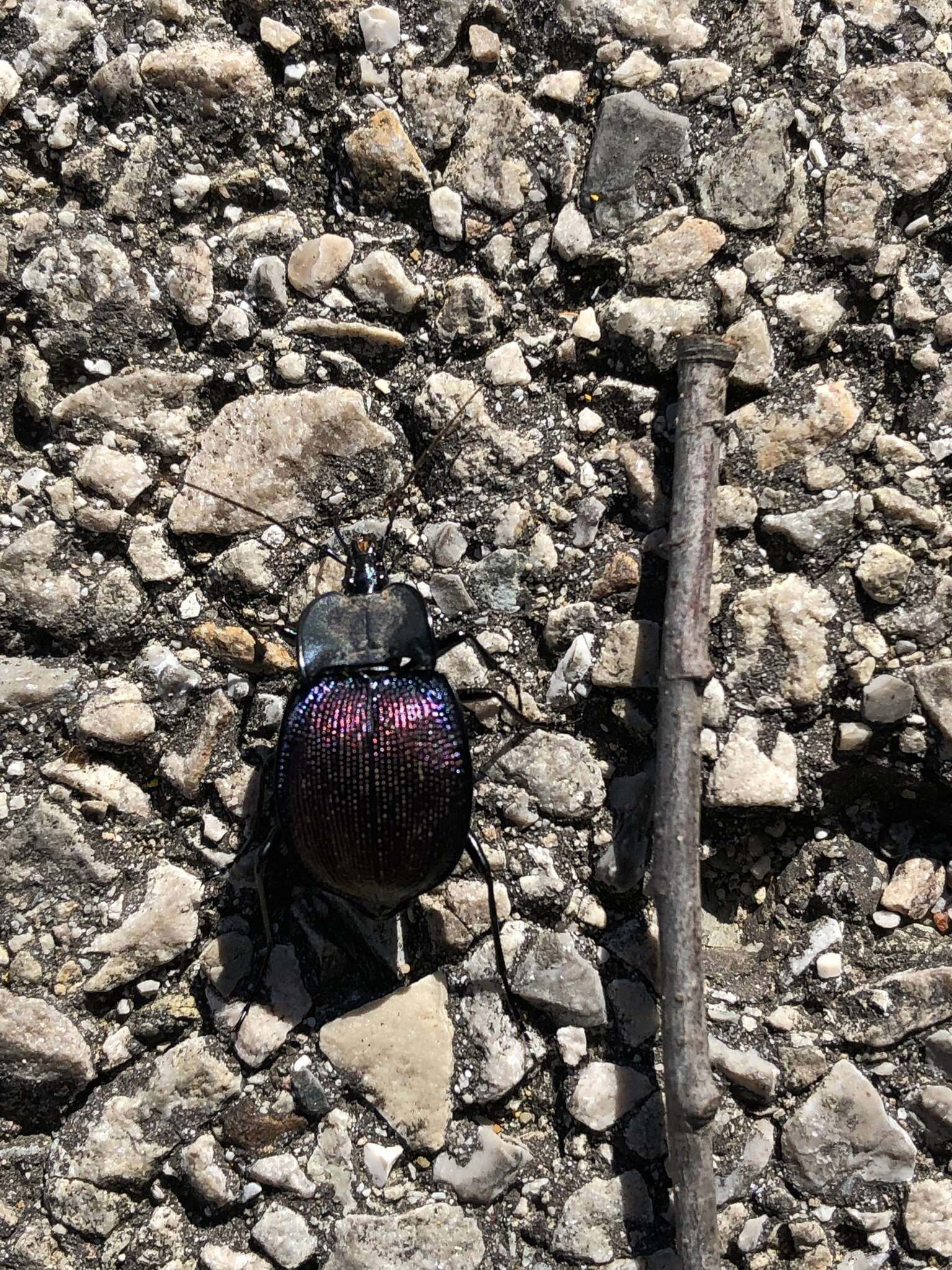 صورة Scaphinotus (Scaphinotus) elevatus (Fabricius 1787)