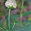 Image of Pimelea ligustrina subsp. hypericina (Hook.) Threlfall