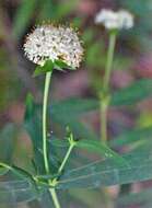 Image of Pimelea ligustrina subsp. hypericina (Hook.) Threlfall