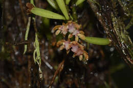 Image of Smithsonia straminea C. J. Saldanha