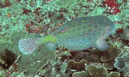 Image of Yellow boxfish