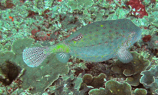 Image of Yellow boxfish