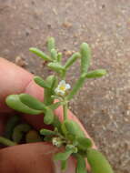 Image of Tetraena gaetula subsp. waterlotii (Maire) Beier & Thulin