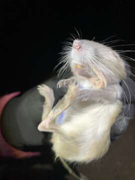 Image of Chisel-toothed Kangaroo Rat