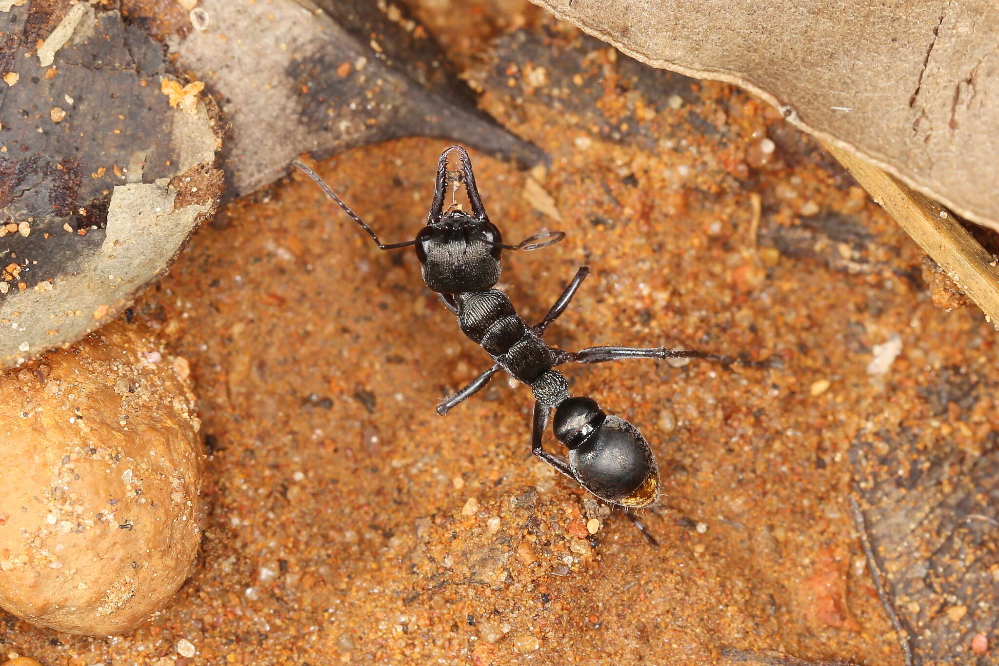 Image of Myrmecia tepperi Emery 1898