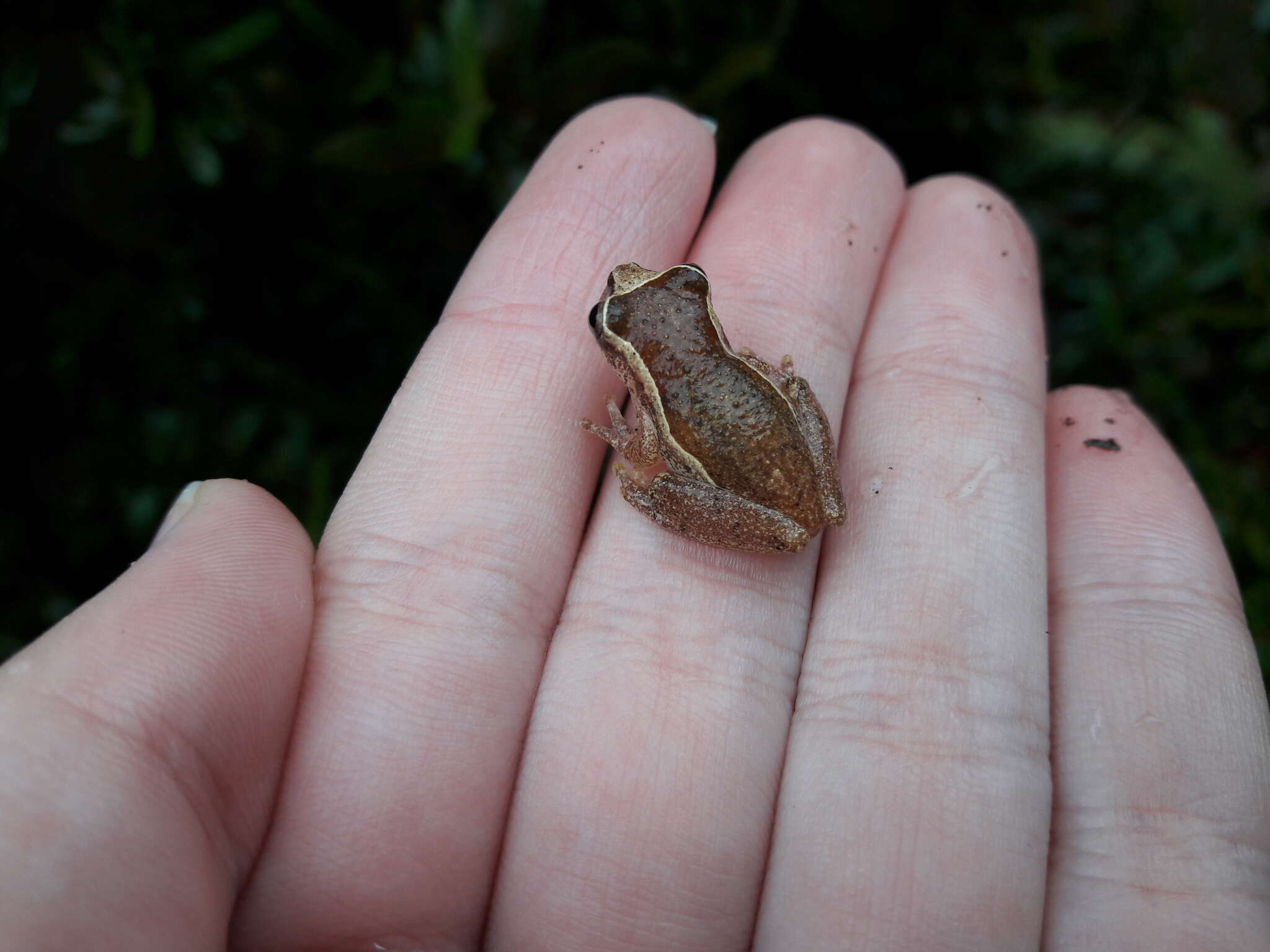 Image of Dendropsophus decipiens (Lutz 1925)