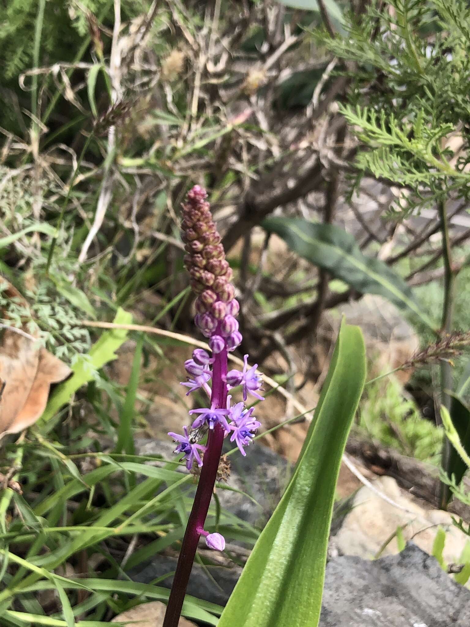 Image de Scilla haemorrhoidalis Webb & Berthel.