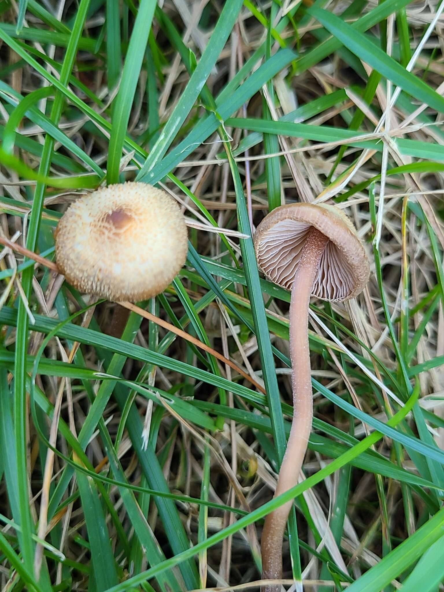 Image of Inocybe subfulva Peck 1888