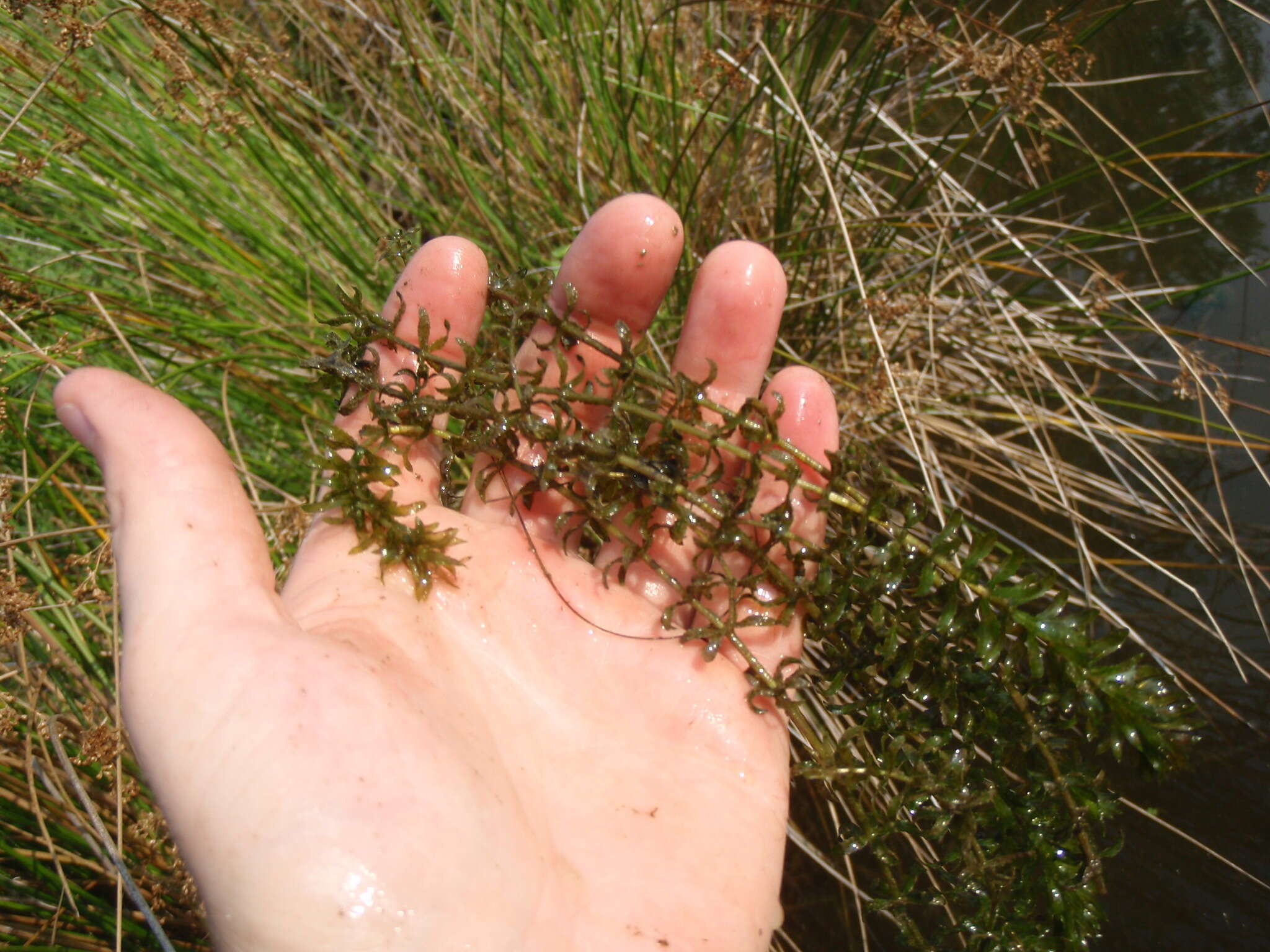 Слика од Hydrilla