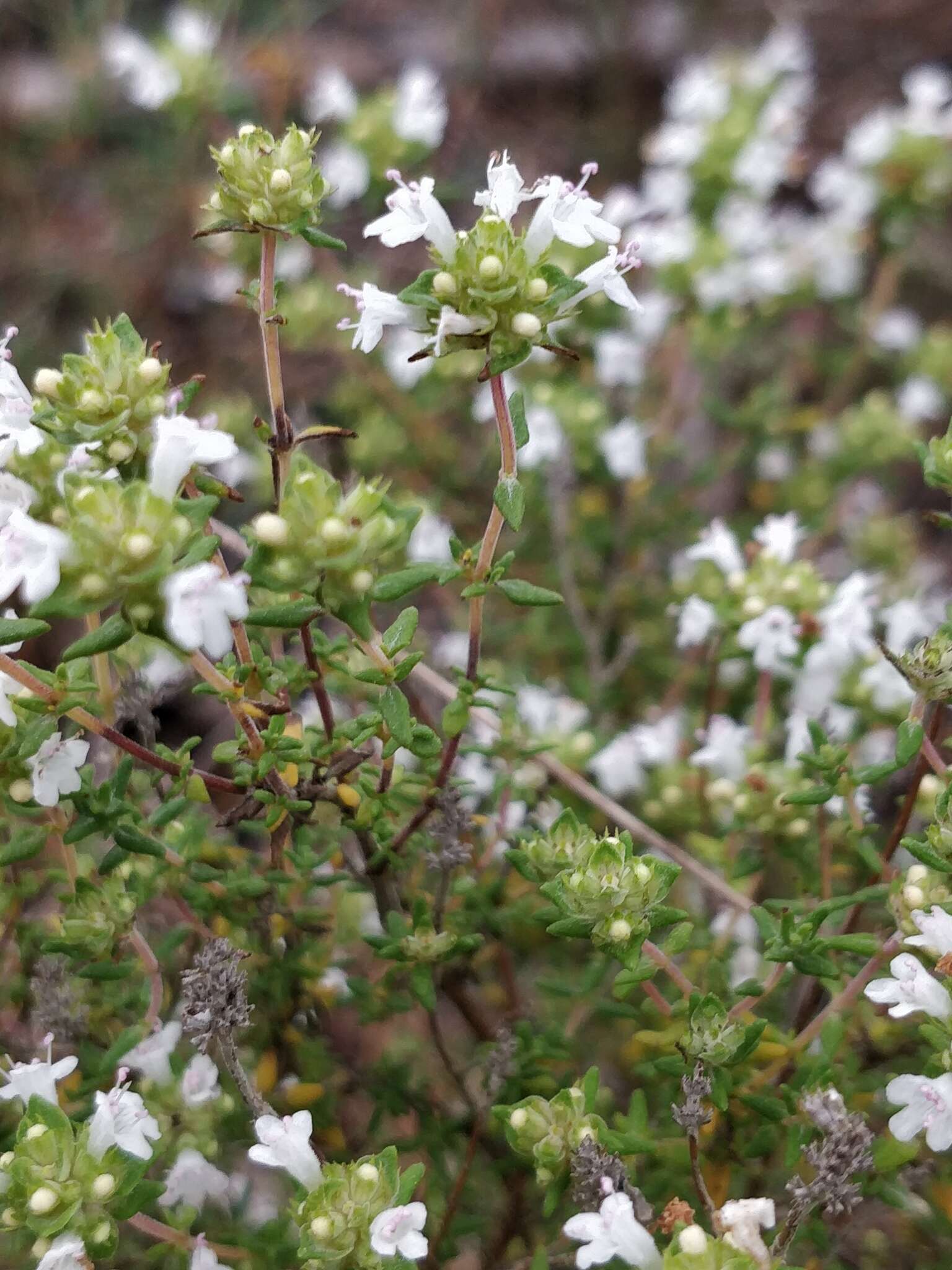 Image of Thymus capitellatus Hoffmanns. & Link