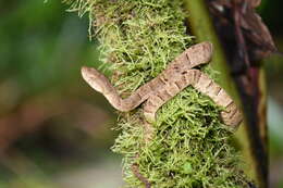 Imagem de Bothrops osbornei Freire-Lascano 1991