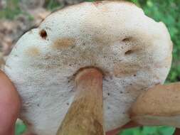 Sivun Tylopilus ferrugineus (Frost) Singer 1947 kuva