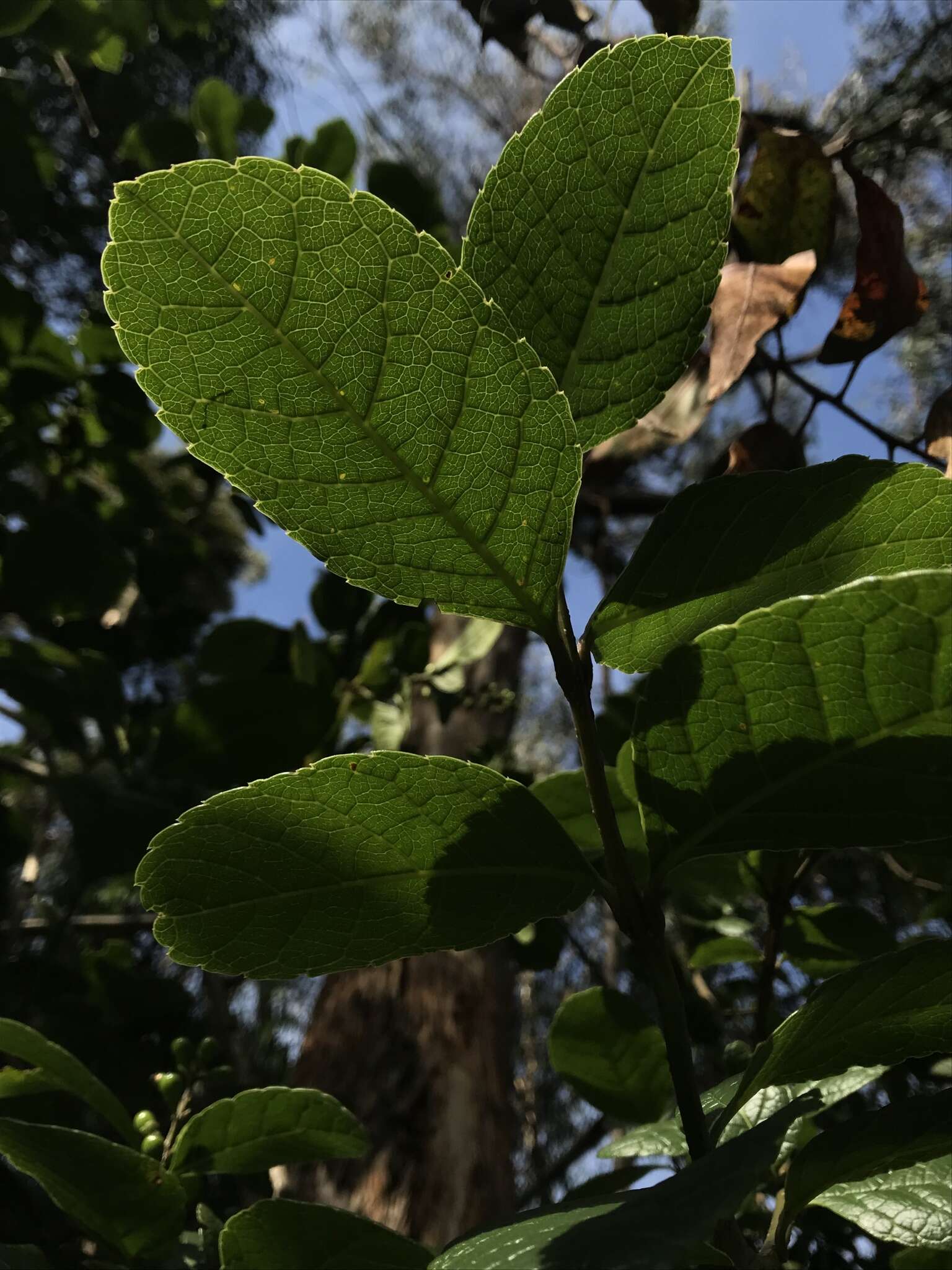 Image of Citharexylum sulcatum Moldenke