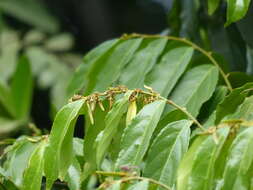 Image of Smythea bombaiensis (Dalz.) Banerjee & P. K. Mukherjee
