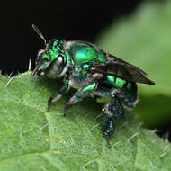 Image of Euglossa viridissima Friese 1899