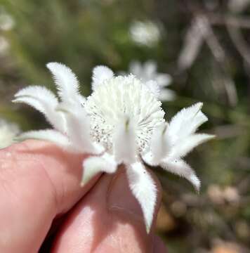 Imagem de Actinotus leucocephalus Benth.