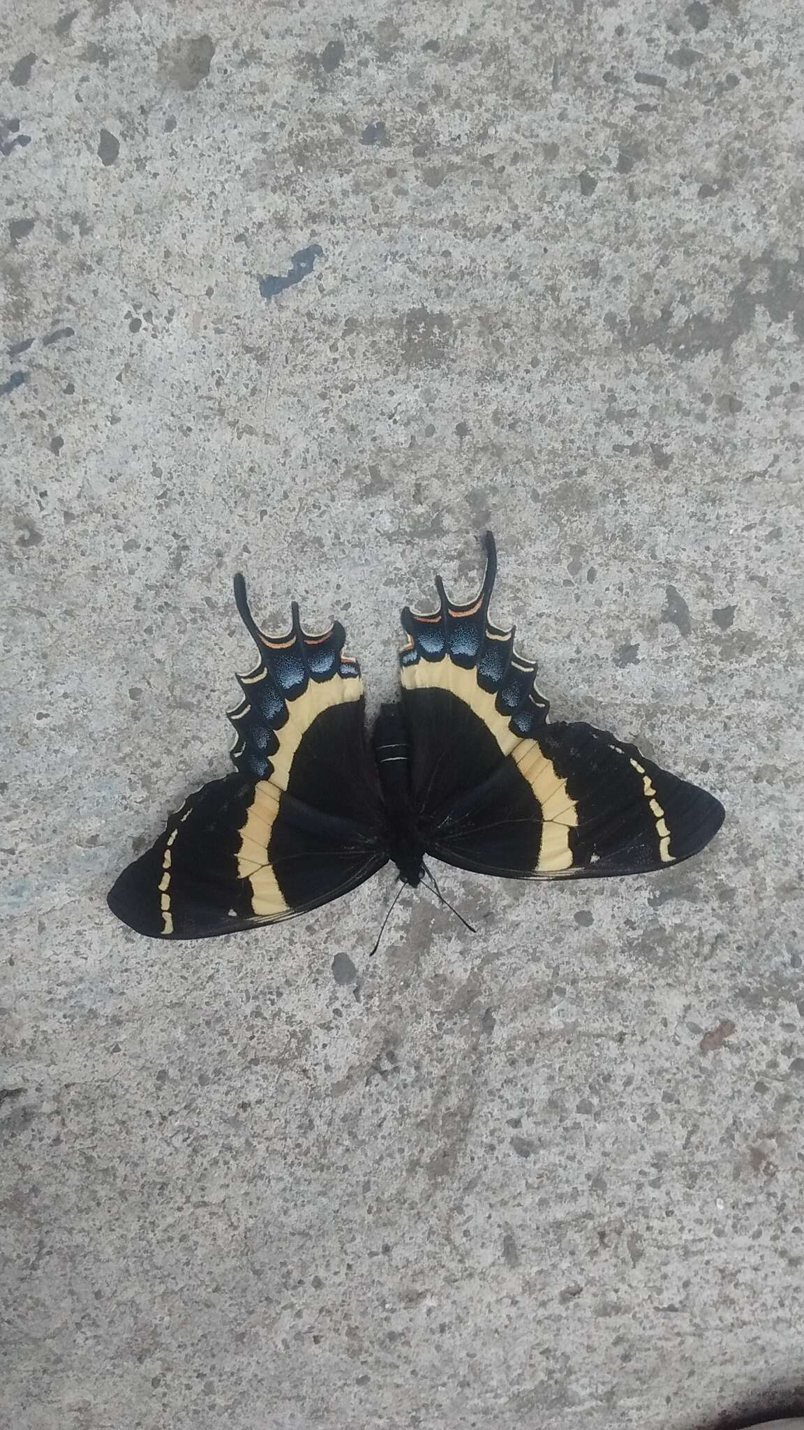 Image of <i>Papilio <i>garamas</i></i> garamas