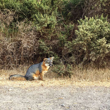 Image of California Channel Island Fox