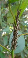 Image of Guayaquila tenuicornis Walker