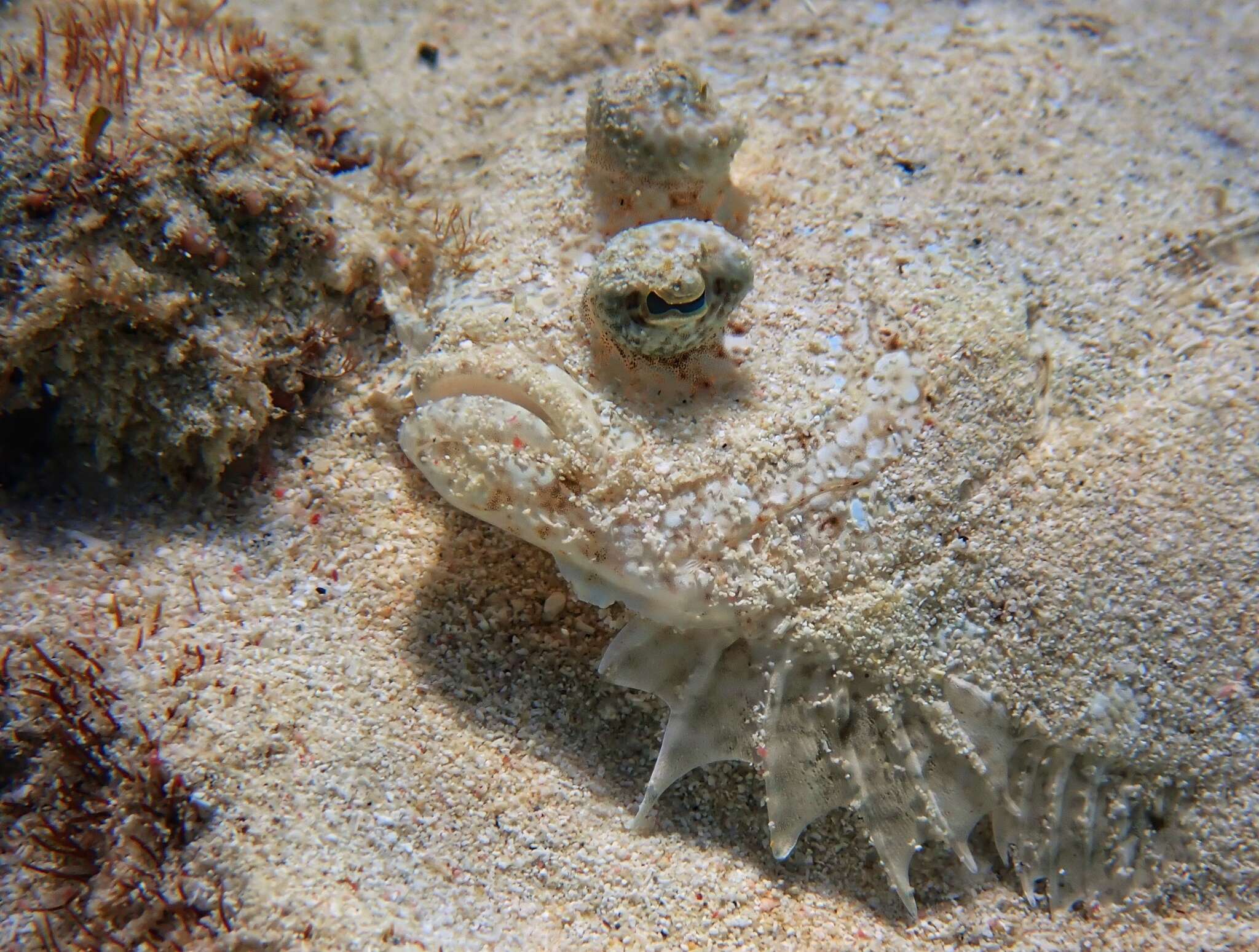 Image of Maculated Flounder