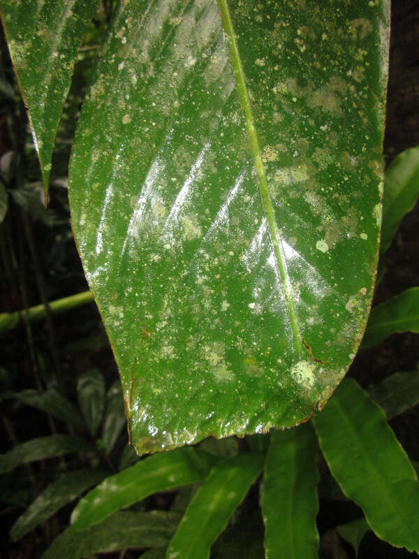 Image of Phenakospermum guyannense (A. Rich.) Endl. ex Miq.