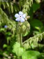 Plancia ëd Brunnera orientalis (Schenk) I. M. Johnst.