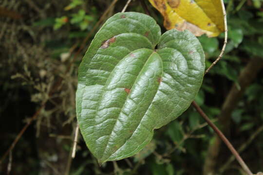 Image of Smilax tomentosa Kunth