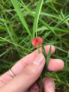 Lathyrus sphaericus Retz. resmi