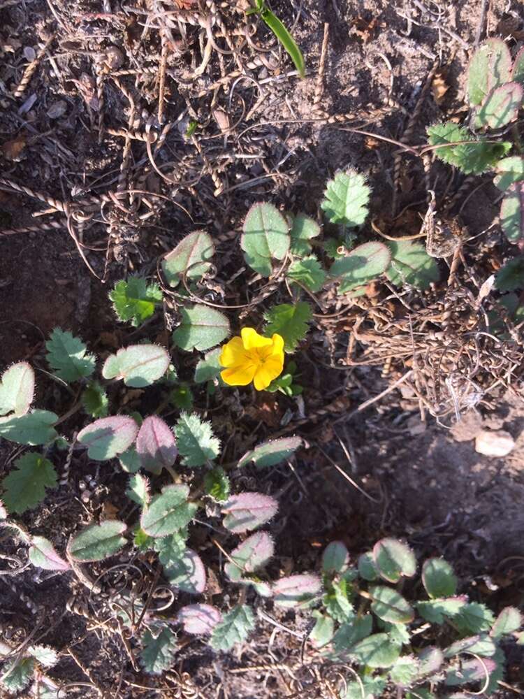 Imagem de Oxalis perdicaria (Mol.) Gunckel