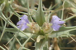 Image of Blepharis edulis (Forssk.) Pers.