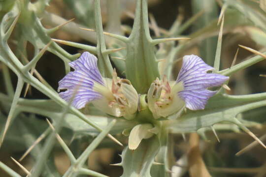 Image of Blepharis edulis (Forssk.) Pers.