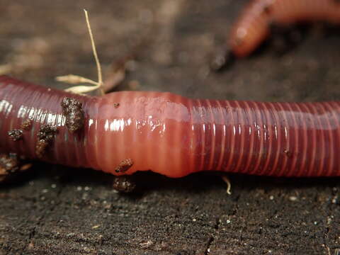 Image of Red wiggler, manure worm, soilution worm, brandling worm, english redworm