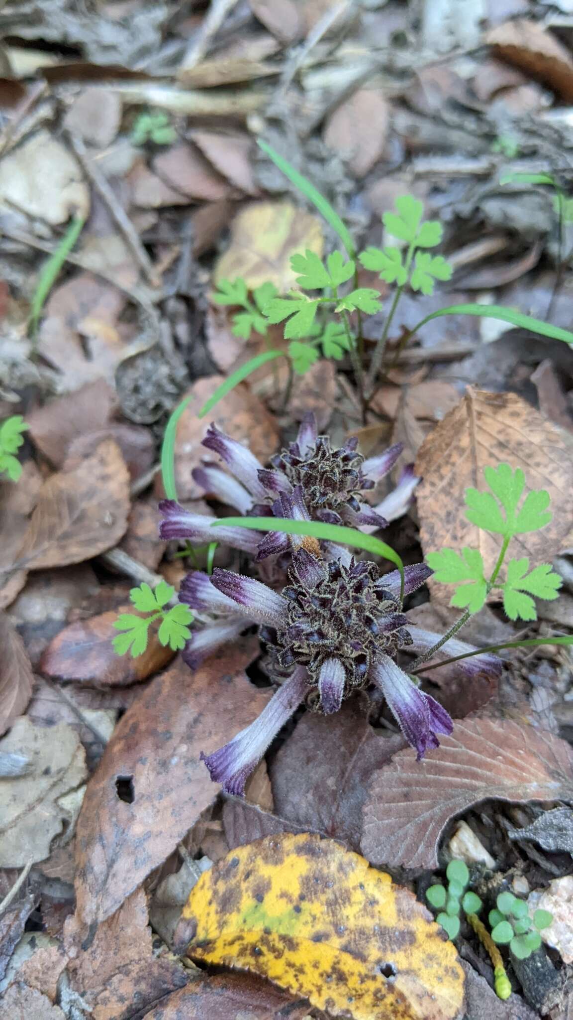 Image of Aphyllon cooperi subsp. palmeri (Munz) A. C. Schneid.