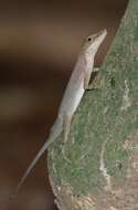 Image of Anolis apletophallus Köhler & Sunyer 2008