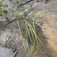 Image of Egyptian riverhemp