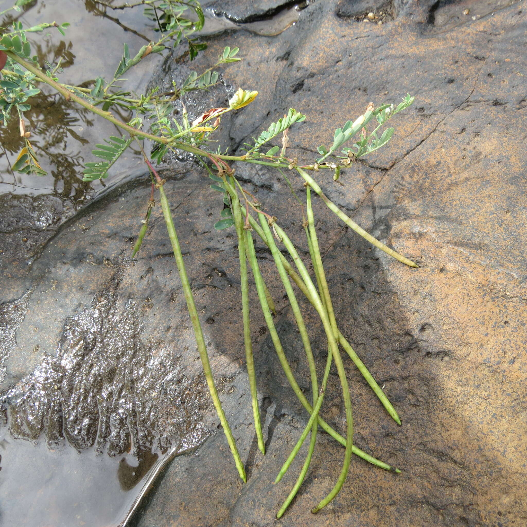 Image of Egyptian riverhemp