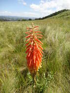 Image of Kniphofia littoralis Codd