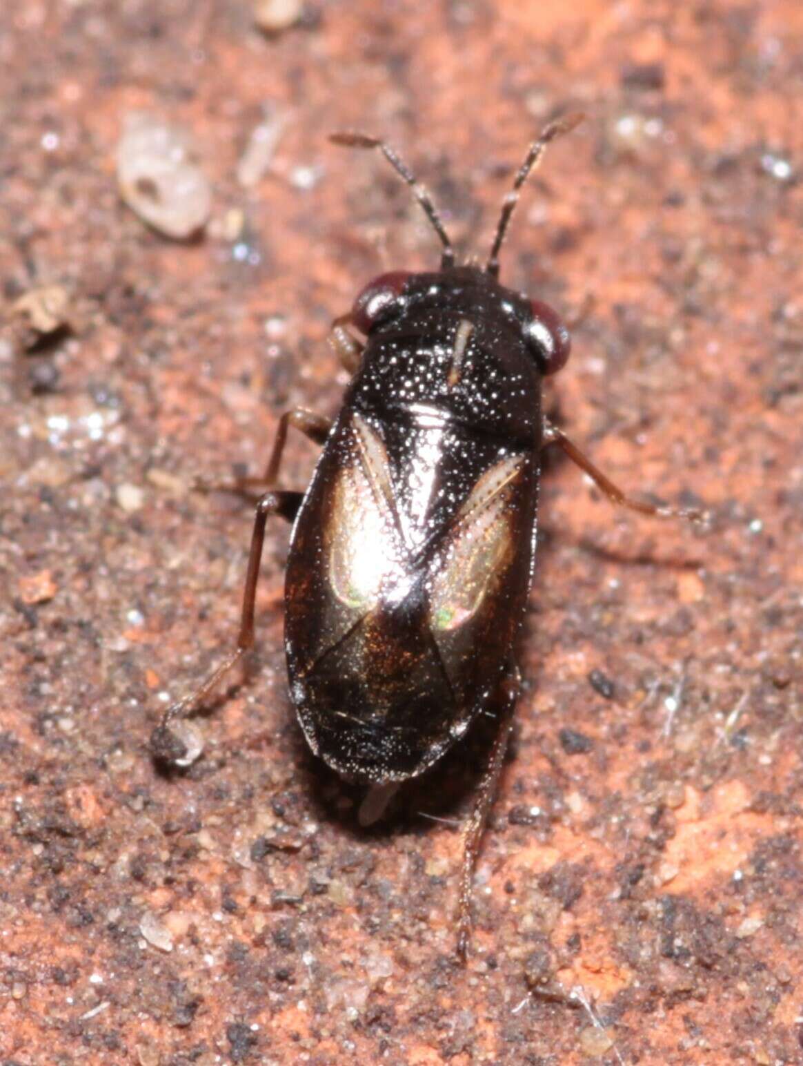 Image of <i>Geocoris ater</i>