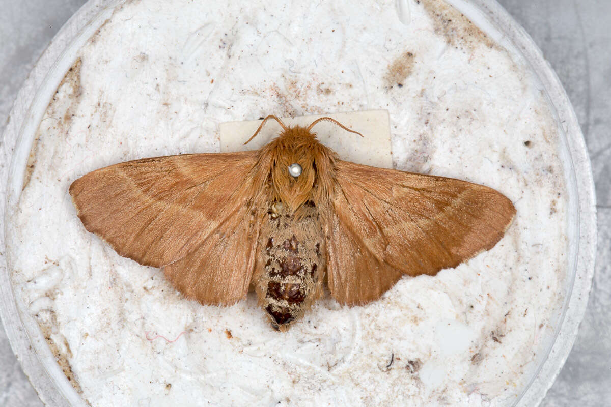 Image of lackey moth