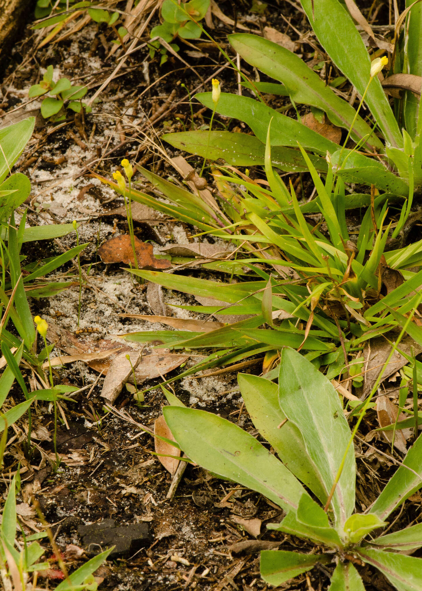 Image of Fahkahatchee Bluethread