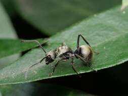 Image of Polyrhachis vigilans Smith 1858