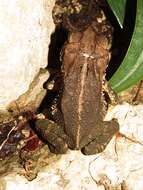 Image of Gulf Coast toad