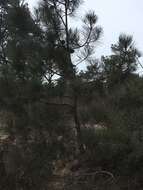 Image of Torrey pine