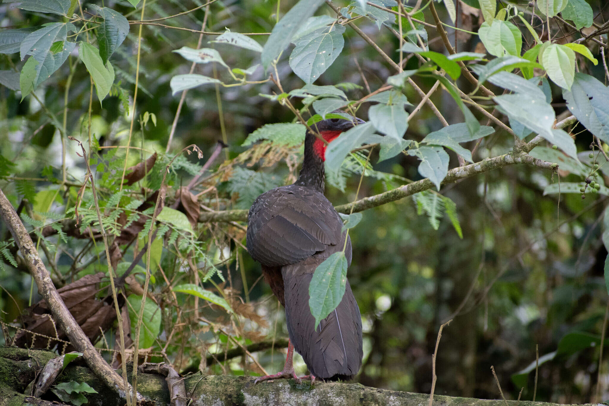 Image of Spix's Guan