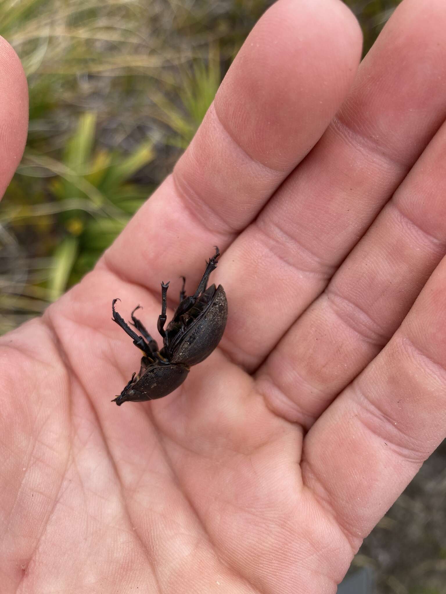 Image of Helms' stag beetle