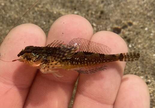 Image of Prickly sculpin