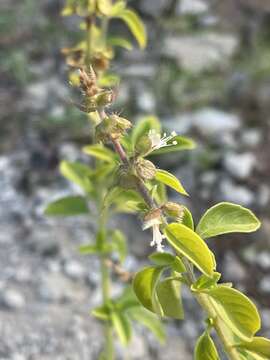 Image de Ocimum americanum L.